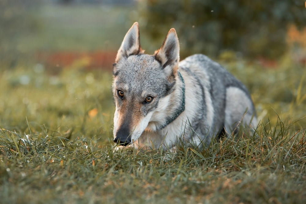 Wolfdog