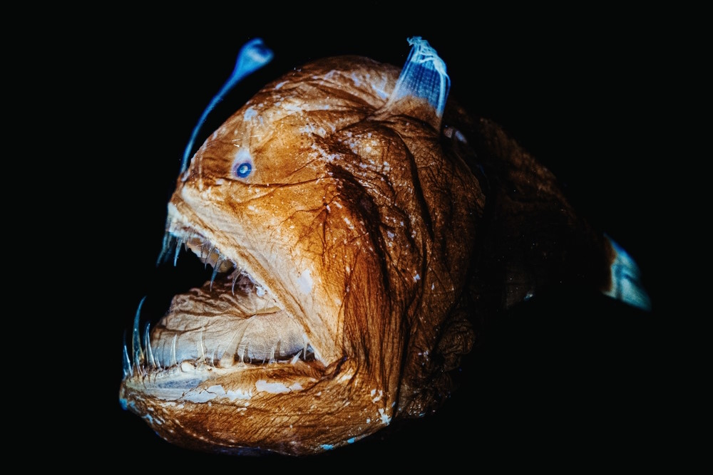 Melanocetus johnsonii