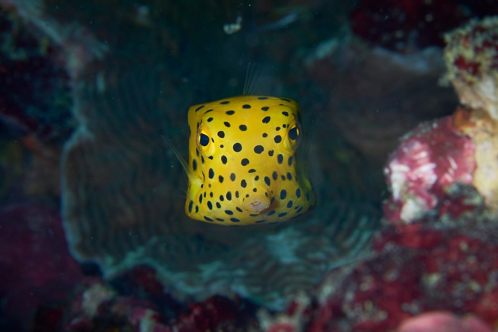 koffervis