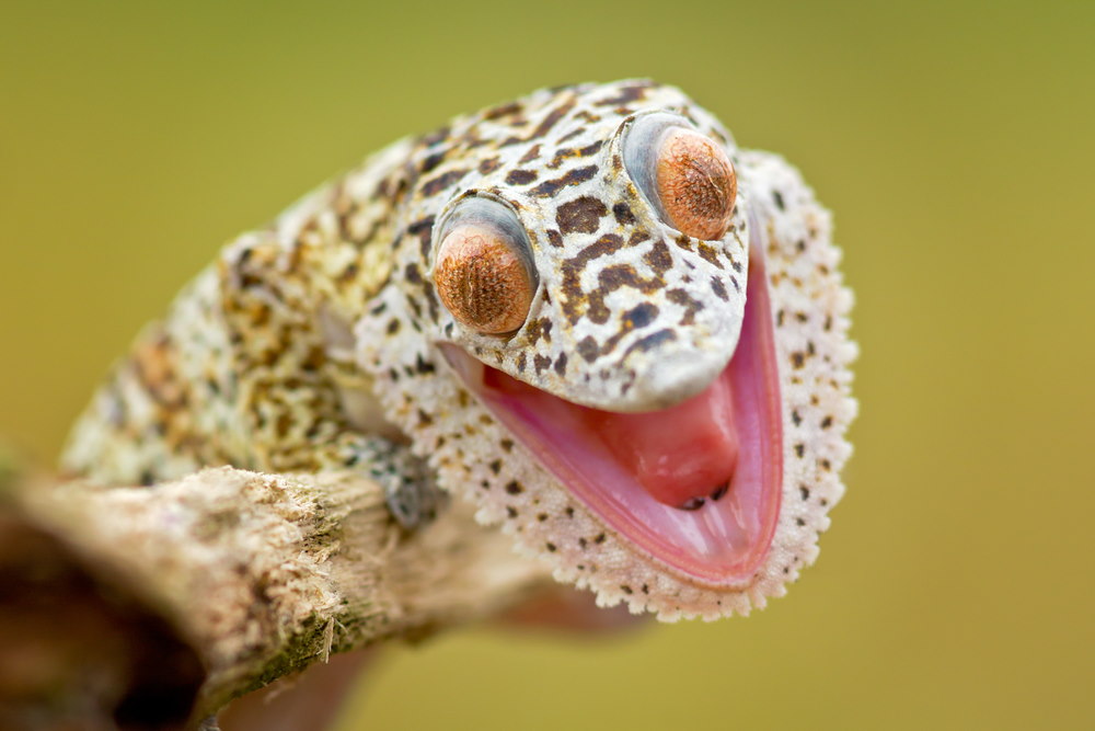 Henkels bladstaartgekko Henkels bladstaartgekko