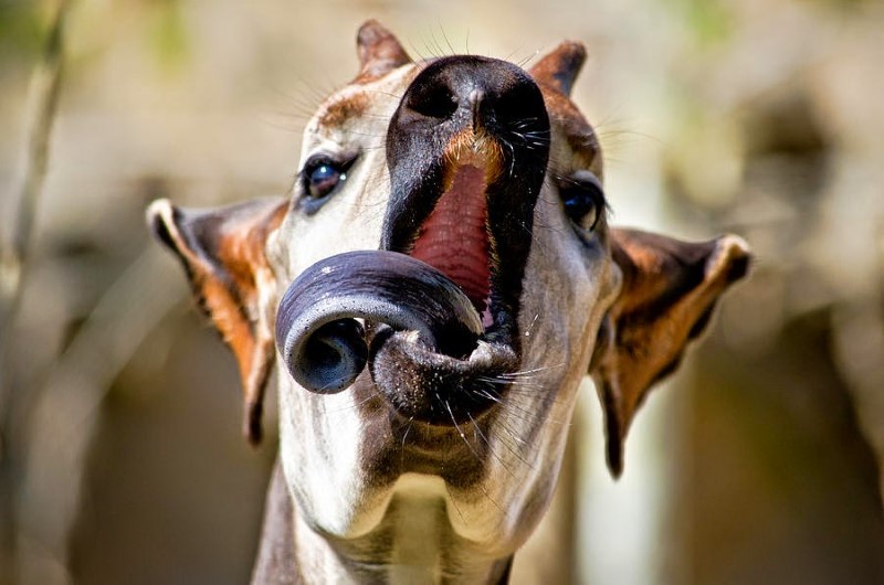 Okapi
