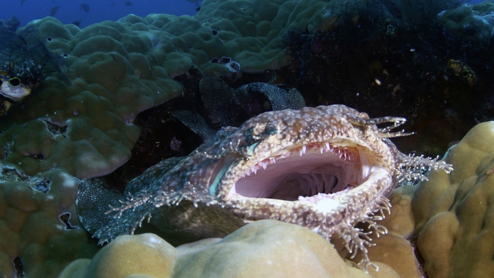 Wobbegong