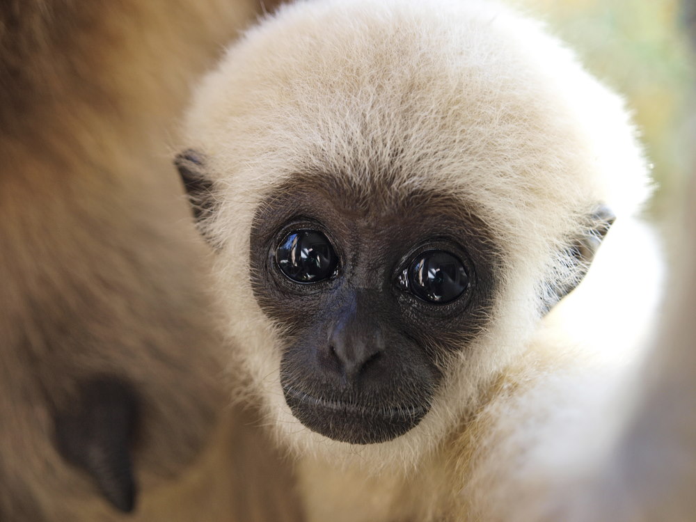 gibbon ogen gibbon ogen