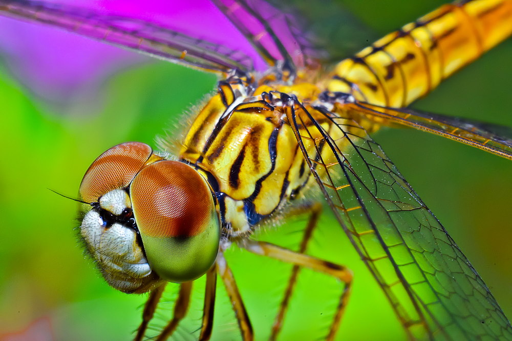 libelle libelle
