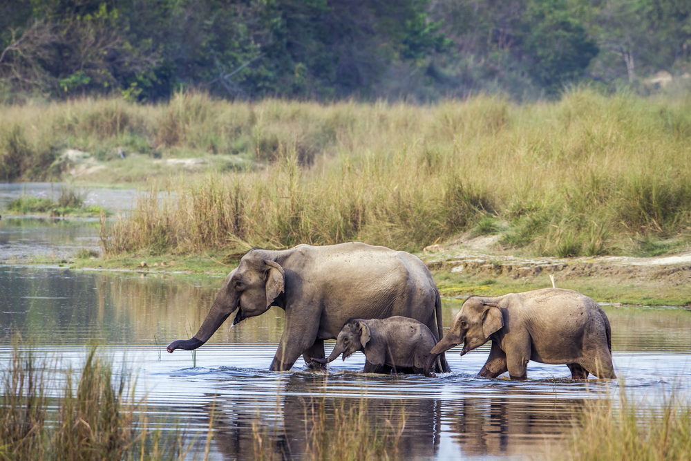 aziatische olifant 2 aziatische olifant 2
