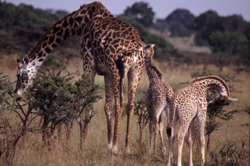 giraffen giraffen