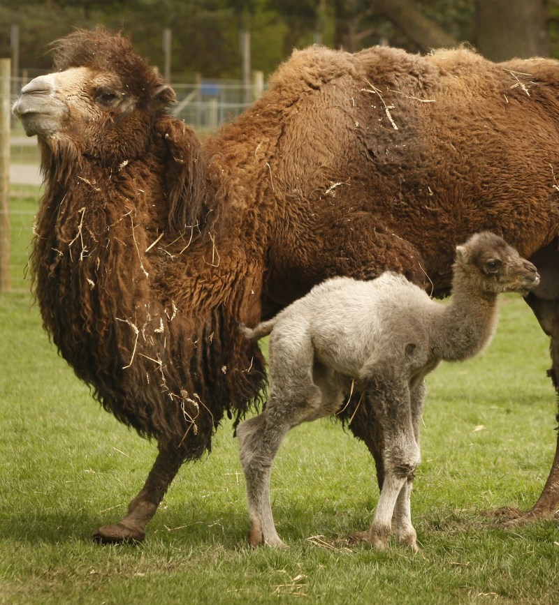 Top 10 Dieren met de langste Draagtijd kamelen (1)