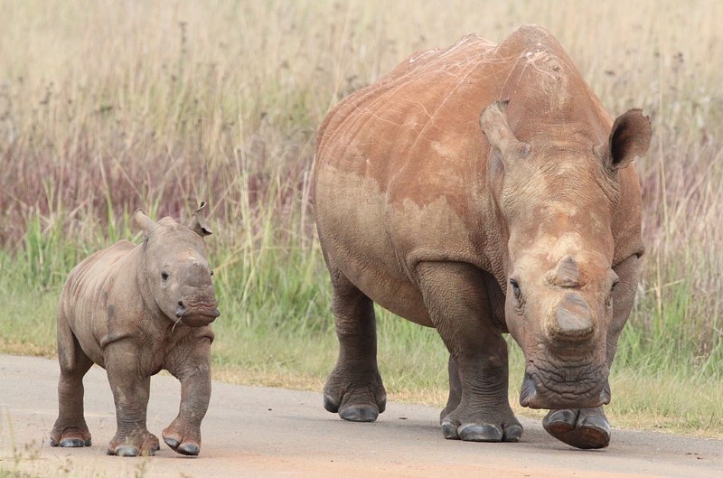 neushoorn neushoorn