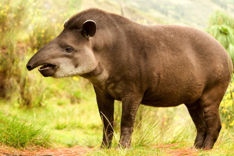 tapir familie van de neushoorn tapir familie van de neushoorn