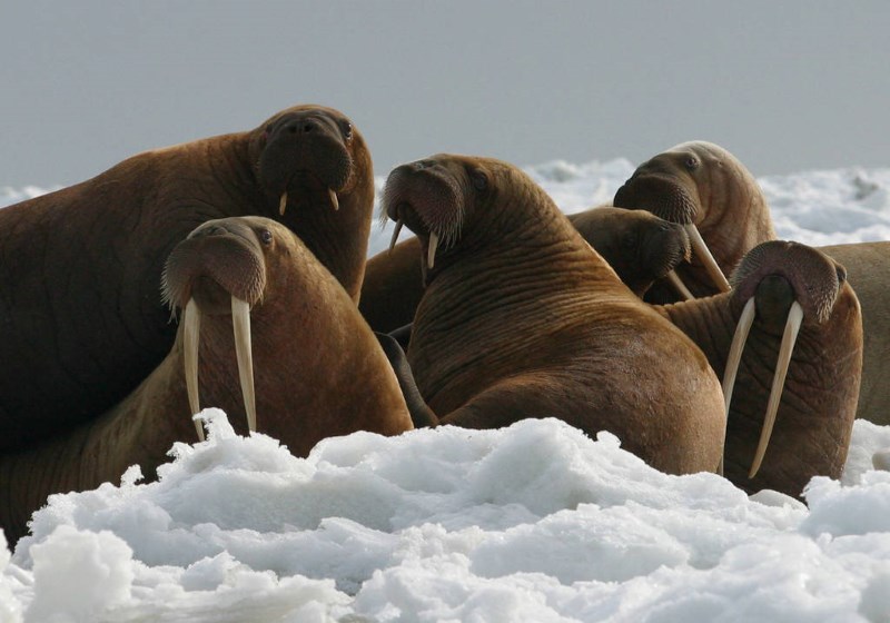 walrus walrus