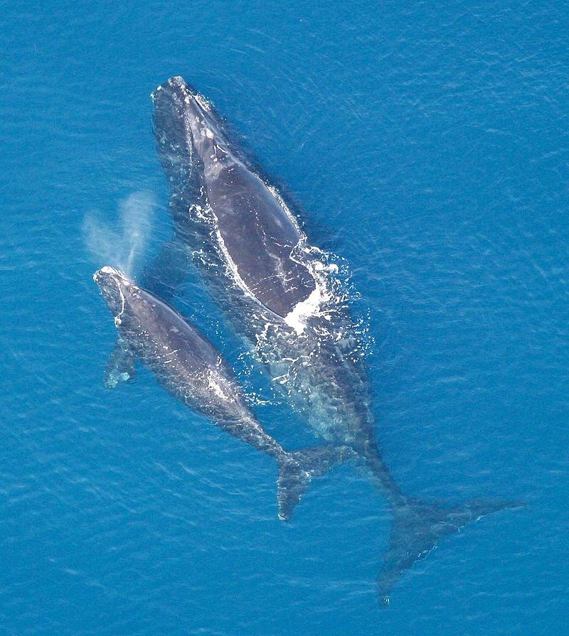 walvis walvis