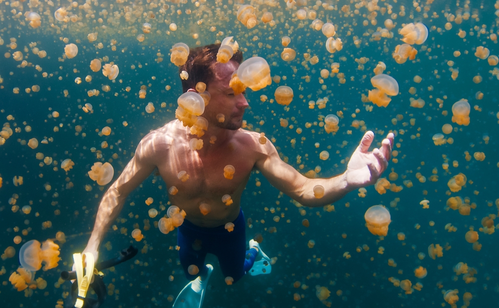 Jellyfish Lake