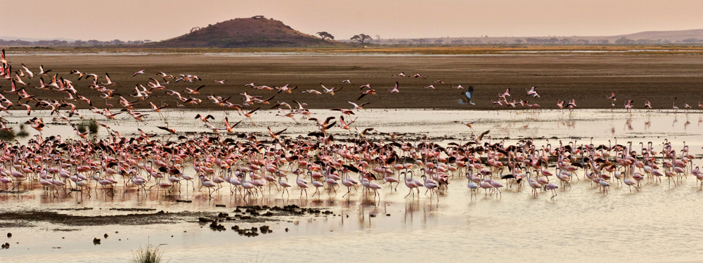 Nakurumeer