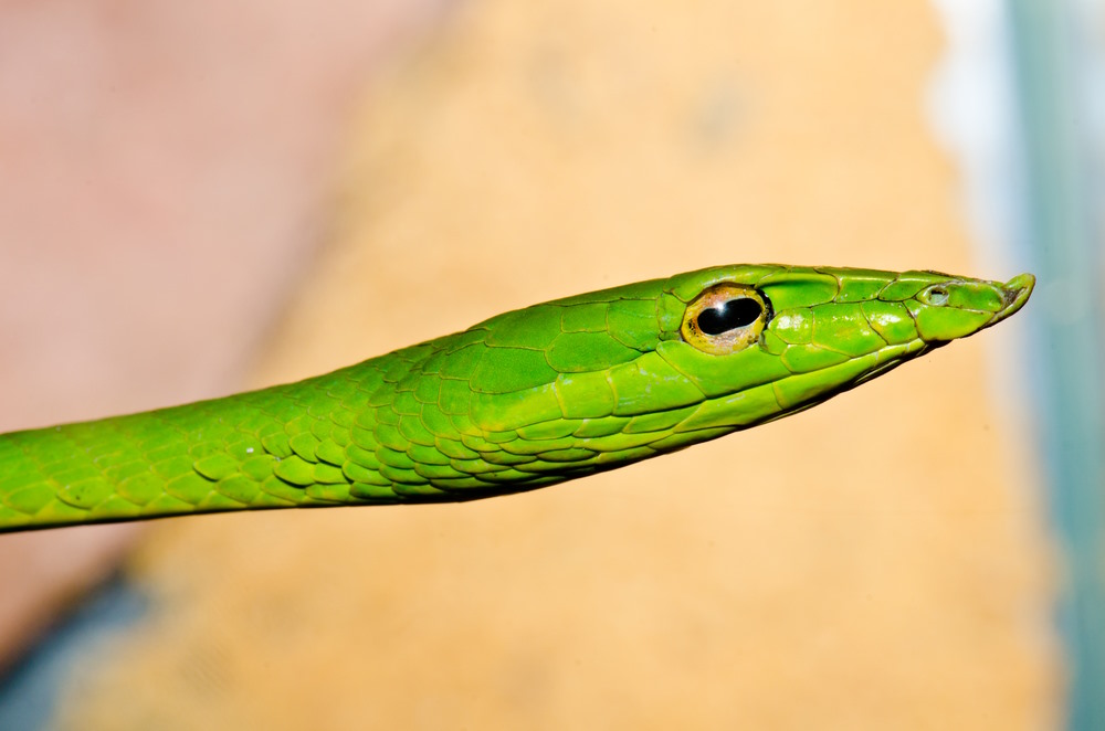 Langneus boomslang Langneus boomslang