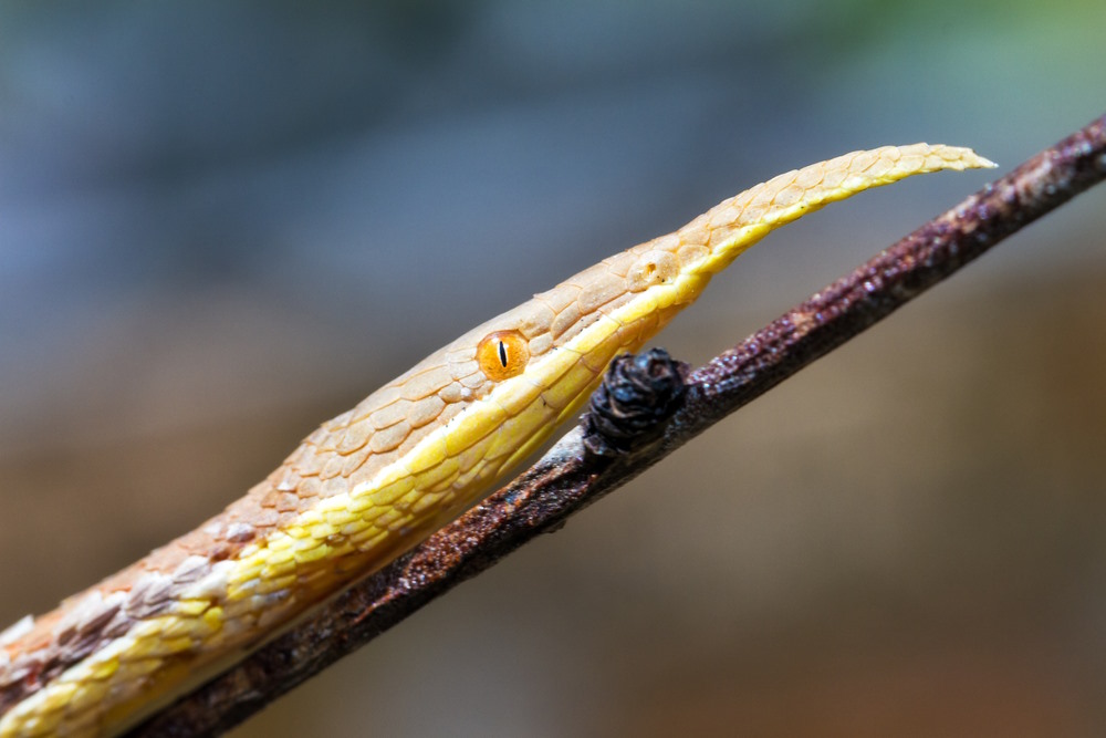 angaha madagascariensis angaha madagascariensis