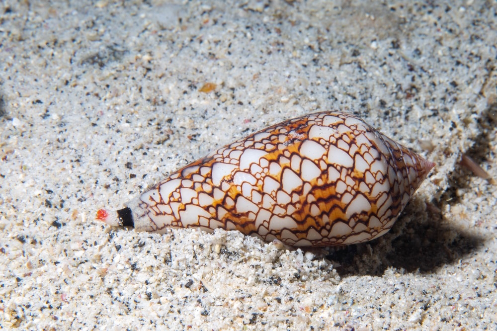 Conus textile