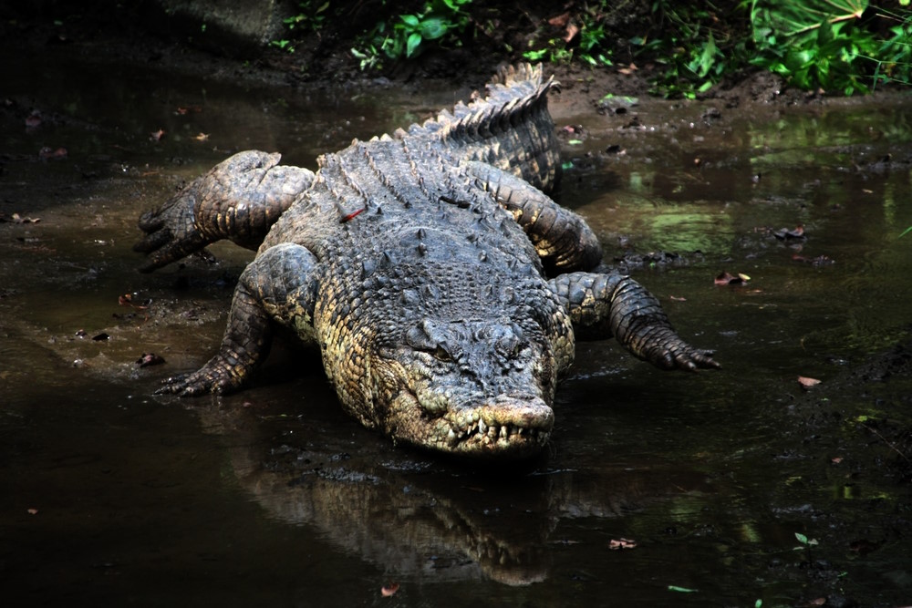 Zoutwater krokodil