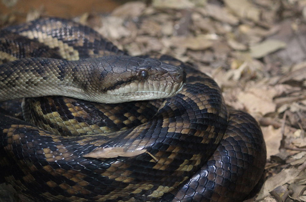 Amethystine python Amethystine python