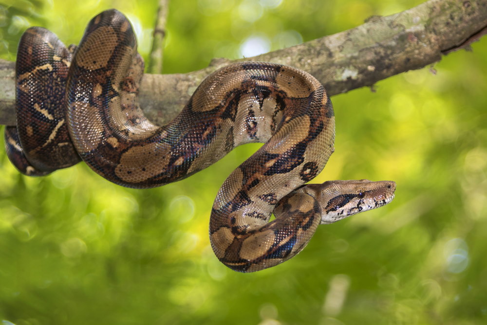 Boa Constrictor Boa Constrictor