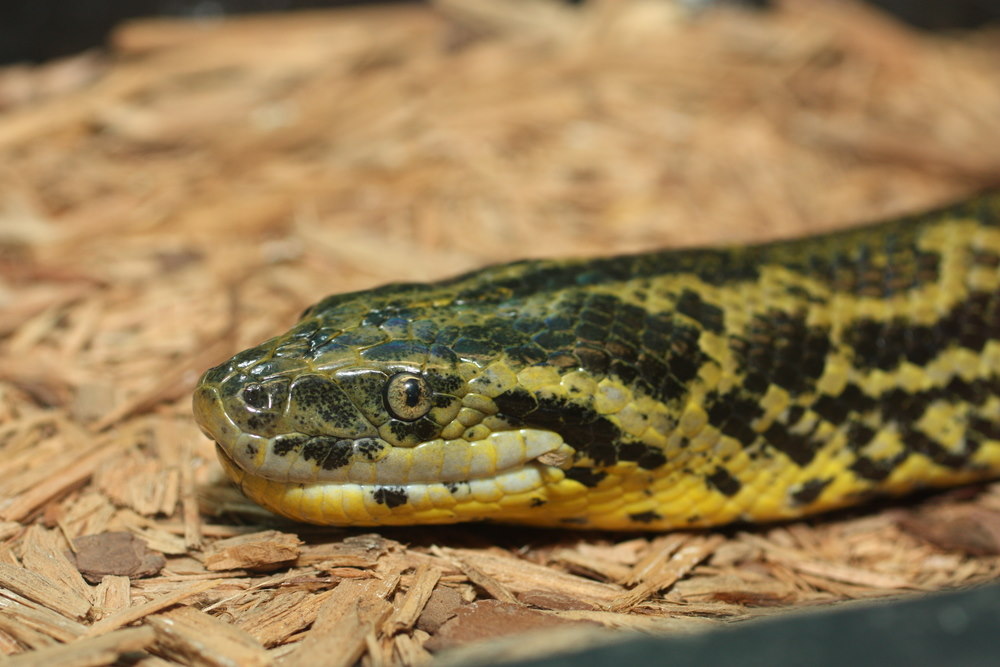 Donker gevlekte Anaconda Donker gevlekte Anaconda