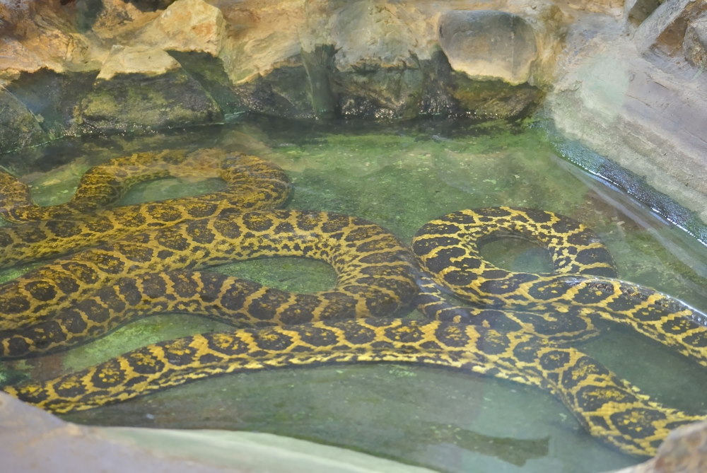 Dwerganaconda Dwerganaconda