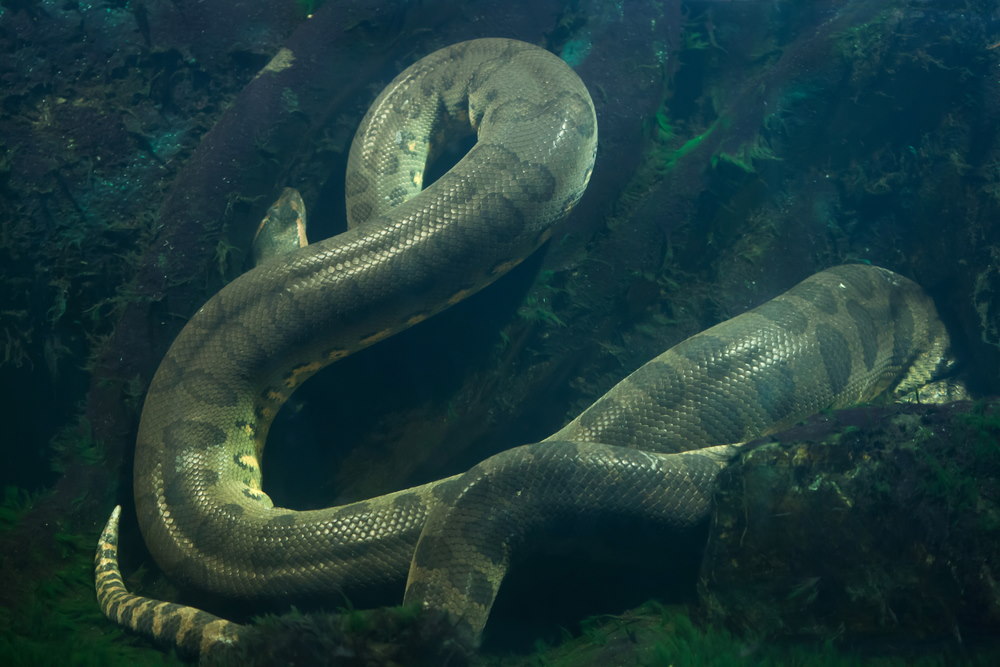 Groene Anaconda Groene Anaconda