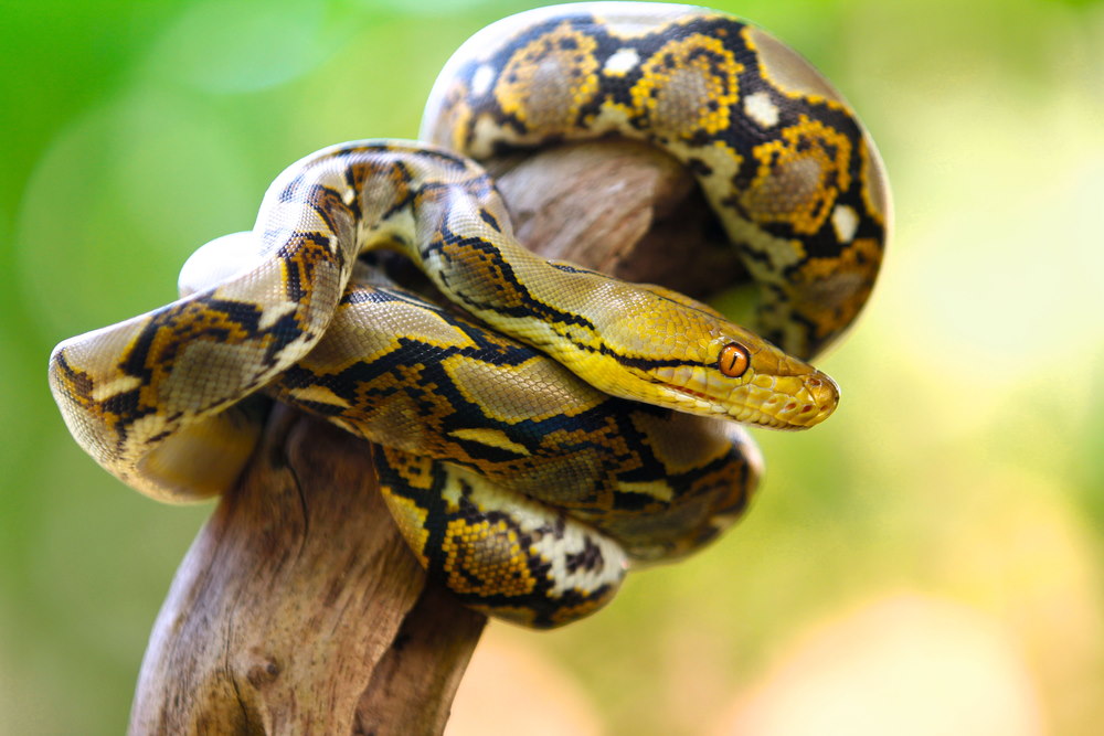 Netpython Netpython