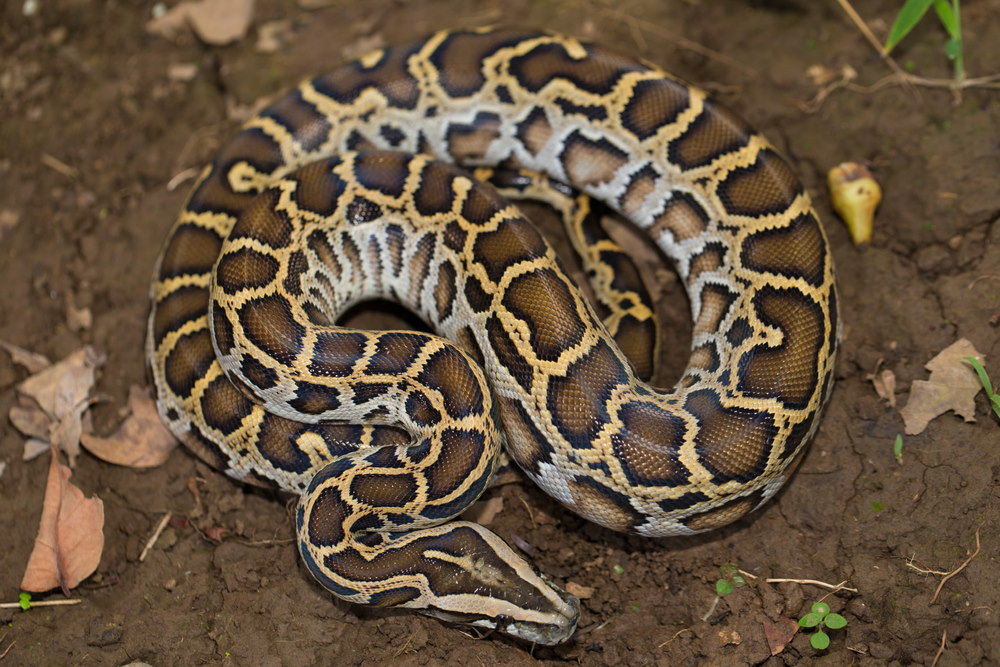 birmese python birmese python
