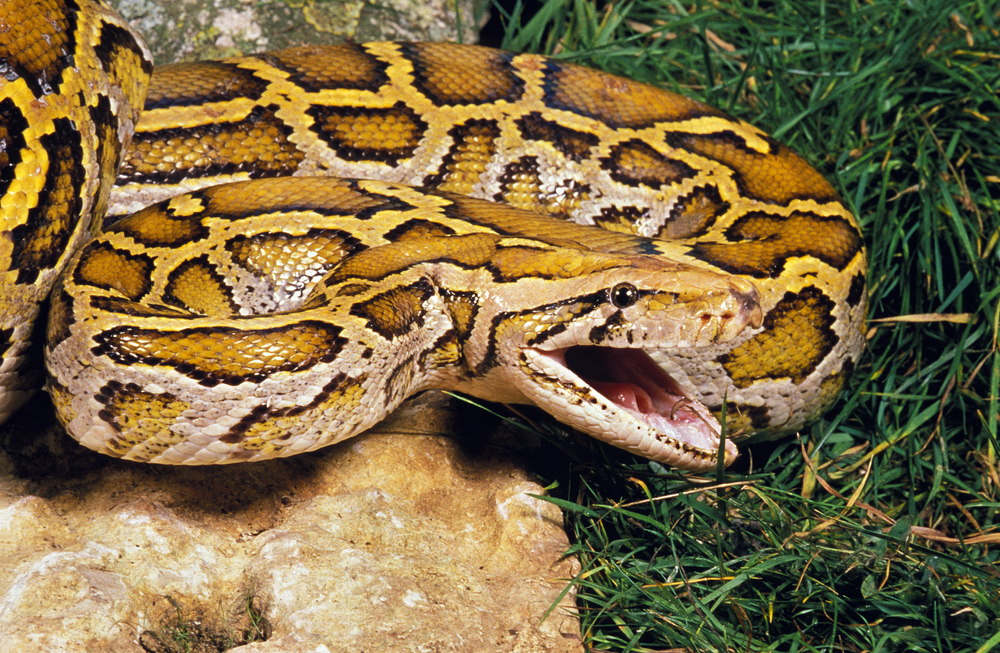 tijgerpython tijgerpython