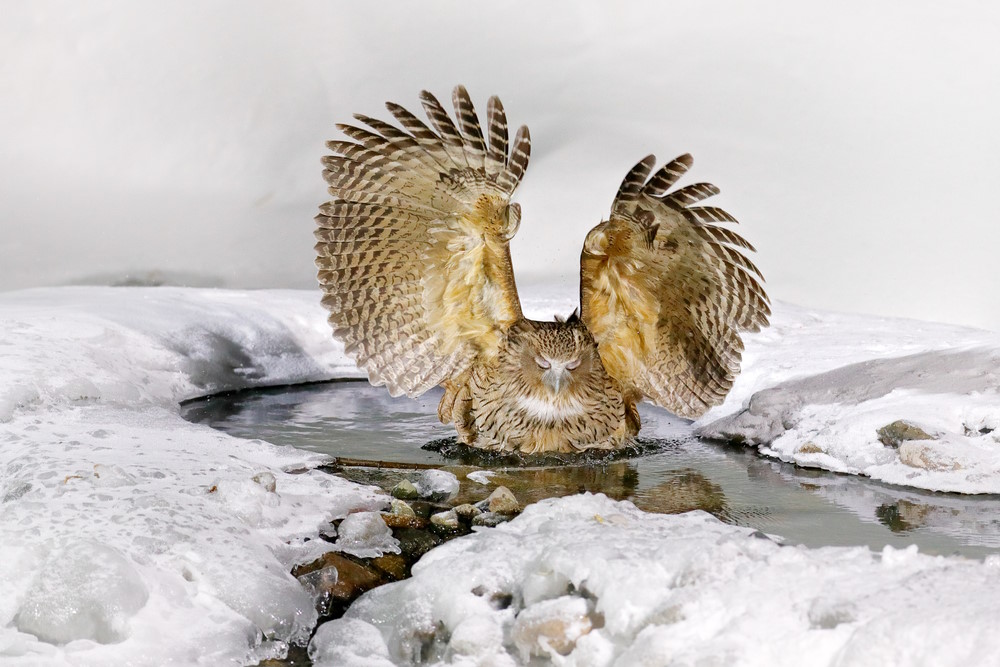 Blakistons fish owl 2