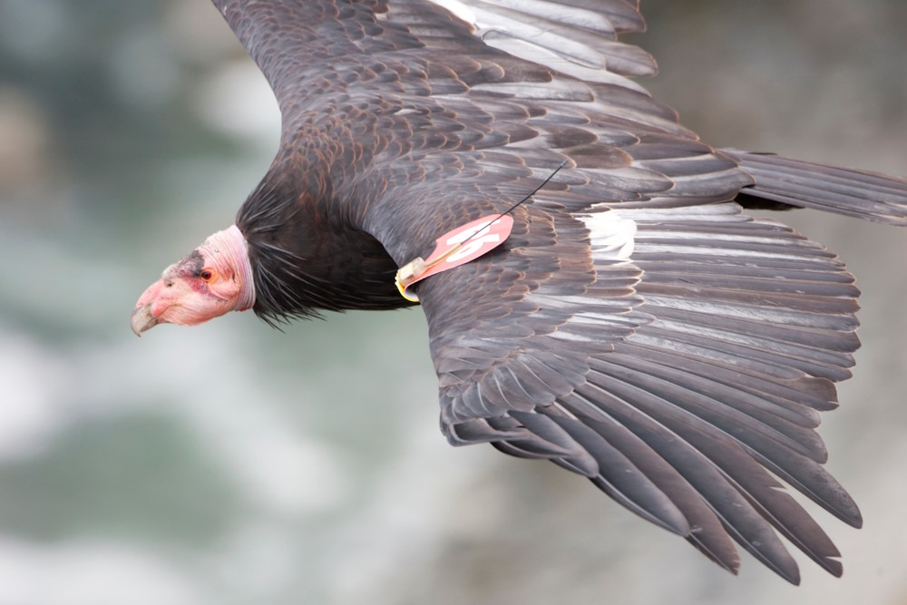 Californische Condor 1