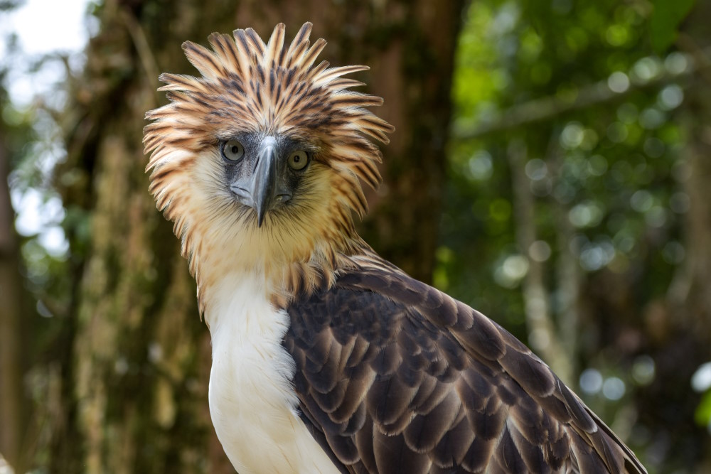Philippine eagle