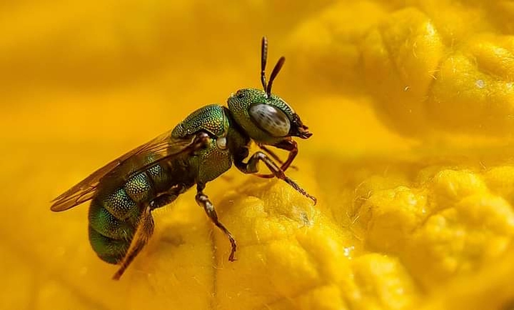 Halictidae Halictidae