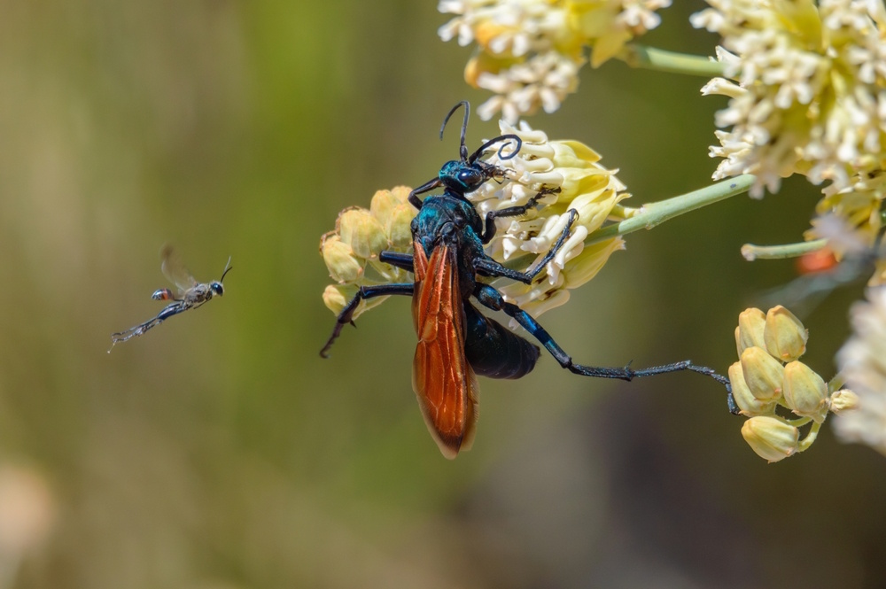 Tarantula hawk Tarantula hawk