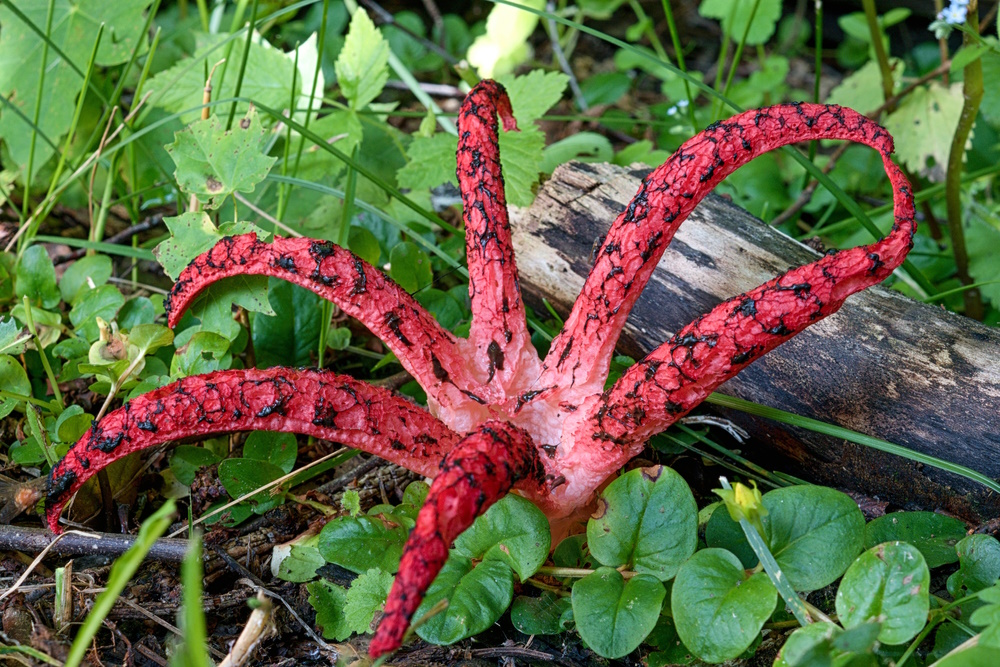 Clathrus archeri