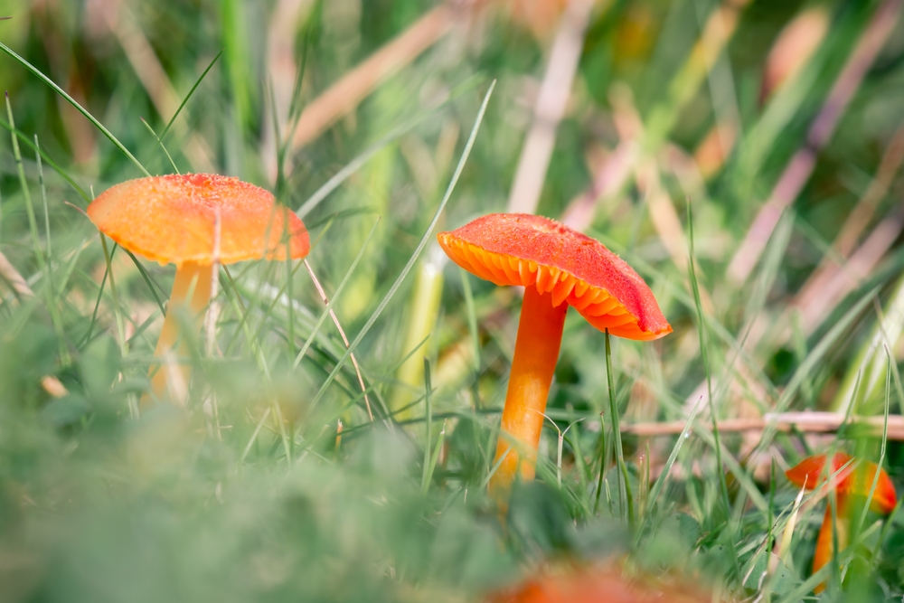 Hygrocybe helobia
