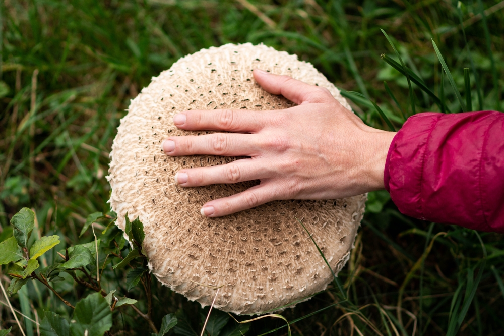 Macrocybe Titans