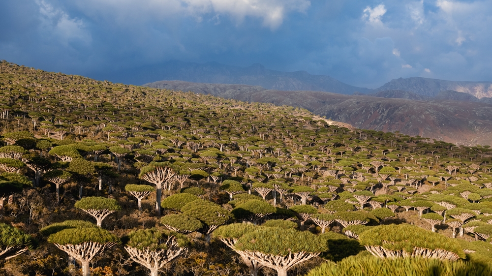 Socotra