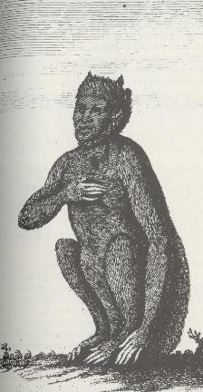 Mantijger illustratie