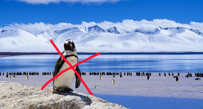 pinguin