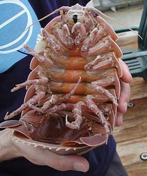 Bathynomus