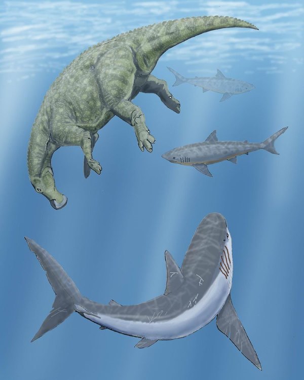 Cretoxyrhina Cretoxyrhina