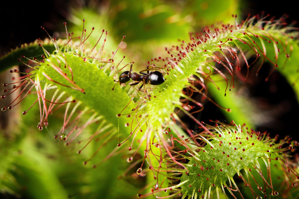 Drosera