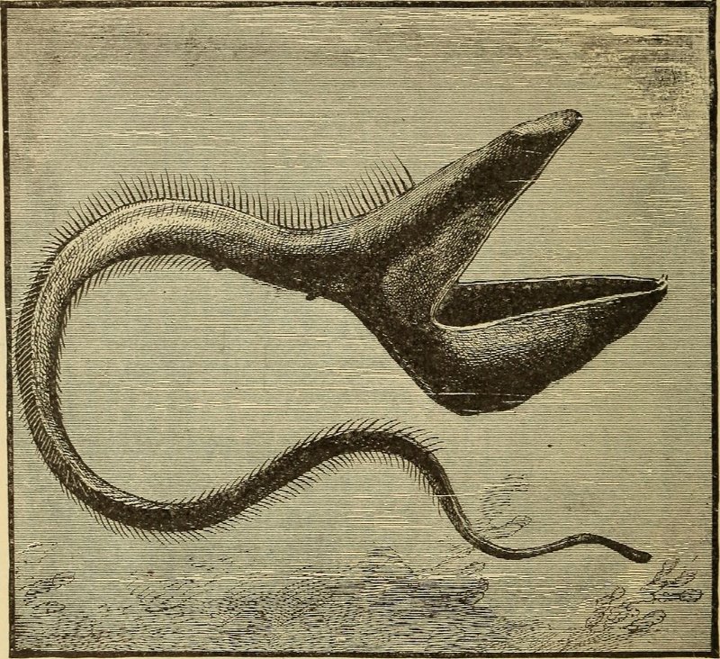 Grootbekaal