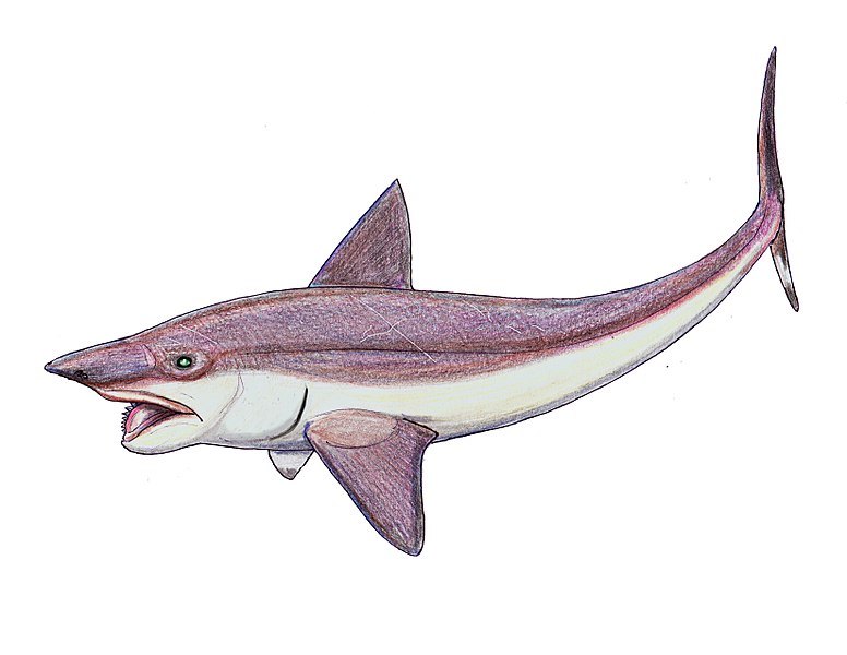 Helicoprion