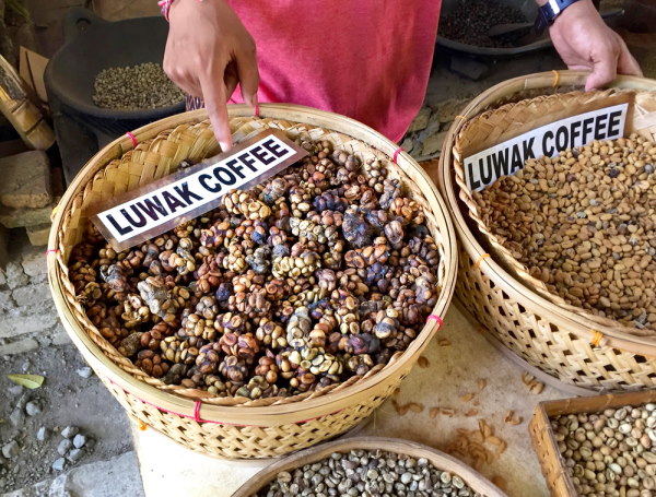 Kopi Luwak