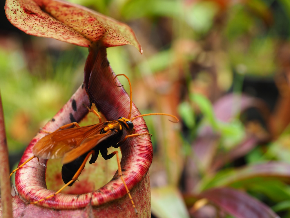 Nepenthes