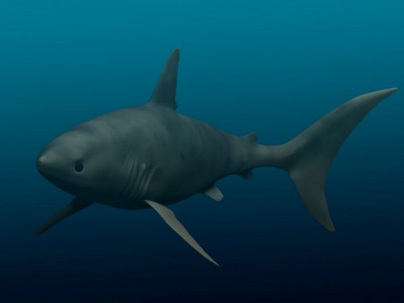 Otodus Otodus