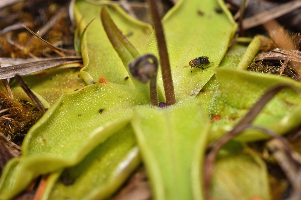 Pinguicula