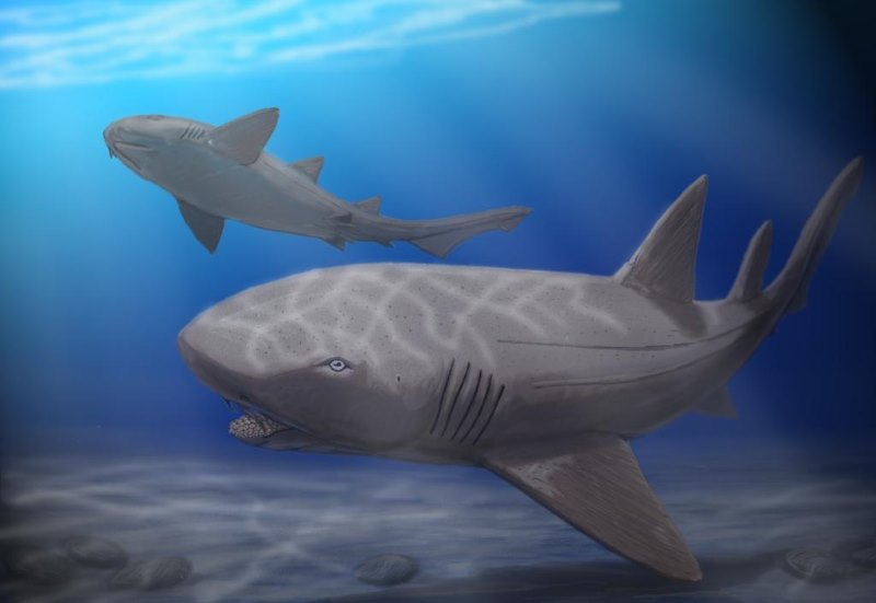 Ptychodus Ptychodus